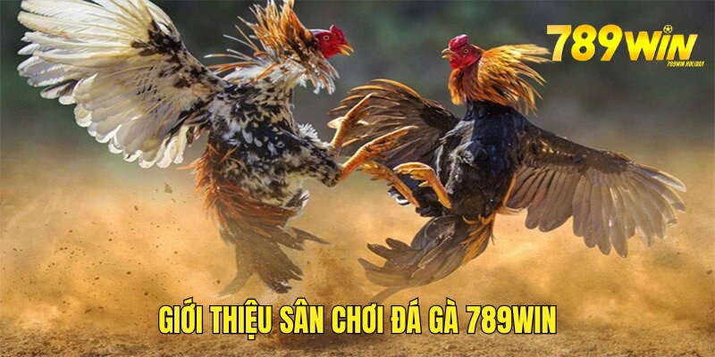 kham-pha-cac-thong-tin-so-luoc-ve-san-choi-da-ga-789win