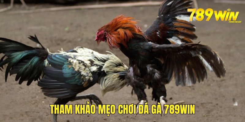 mot-vai-meo-nho-de-choi-da-ga-789win-thanh-cong